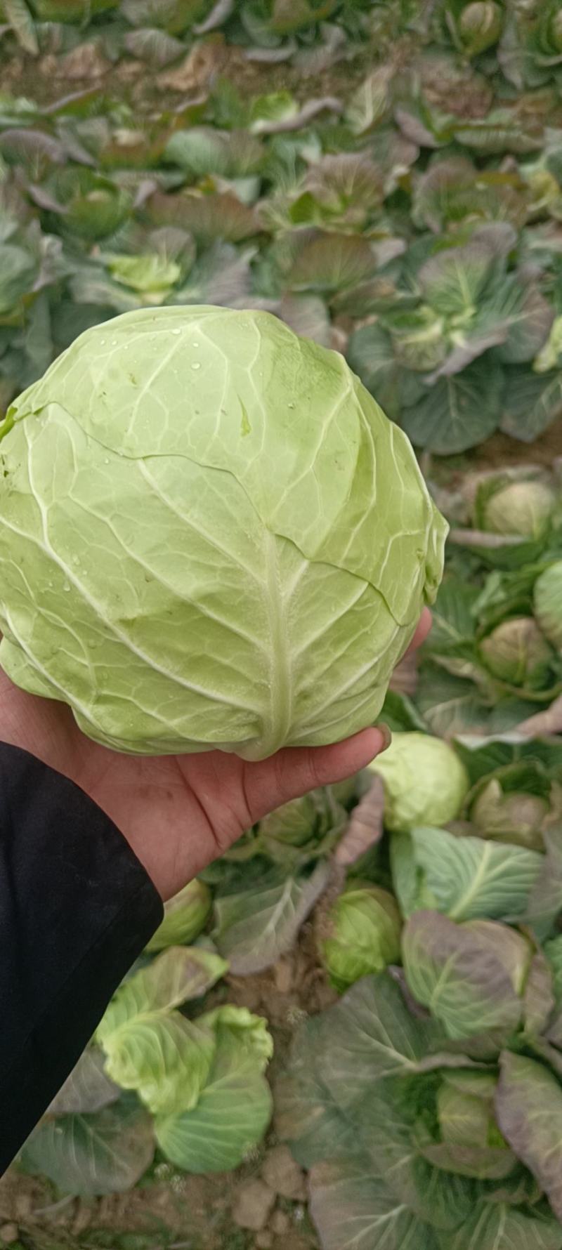 湖北精品甘蓝，大量现货，保质保量，有需要的欢迎与我联系