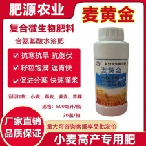 麦黄金，抗倒伏，返青快，快速灌浆，籽粒饱满，提质增产。