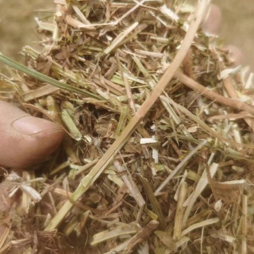 大量供应花生秧羊饲料无土无膜量大从优