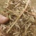 大量供应花生秧羊饲料无土无膜量大从优