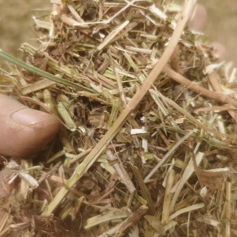 大量供应花生秧羊饲料无土无膜量大从优