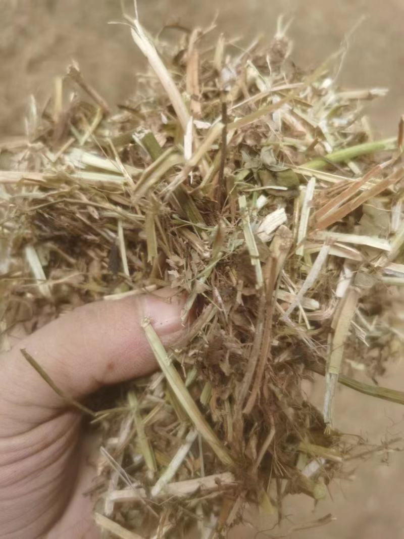 大量供应花生秧羊饲料无土无膜量大从优