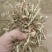 大量供应花生秧羊饲料无土无膜量大从优
