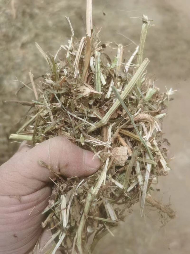 大量供应花生秧羊饲料无土无膜量大从优