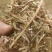 大量供应花生秧羊饲料无土无膜量大从优