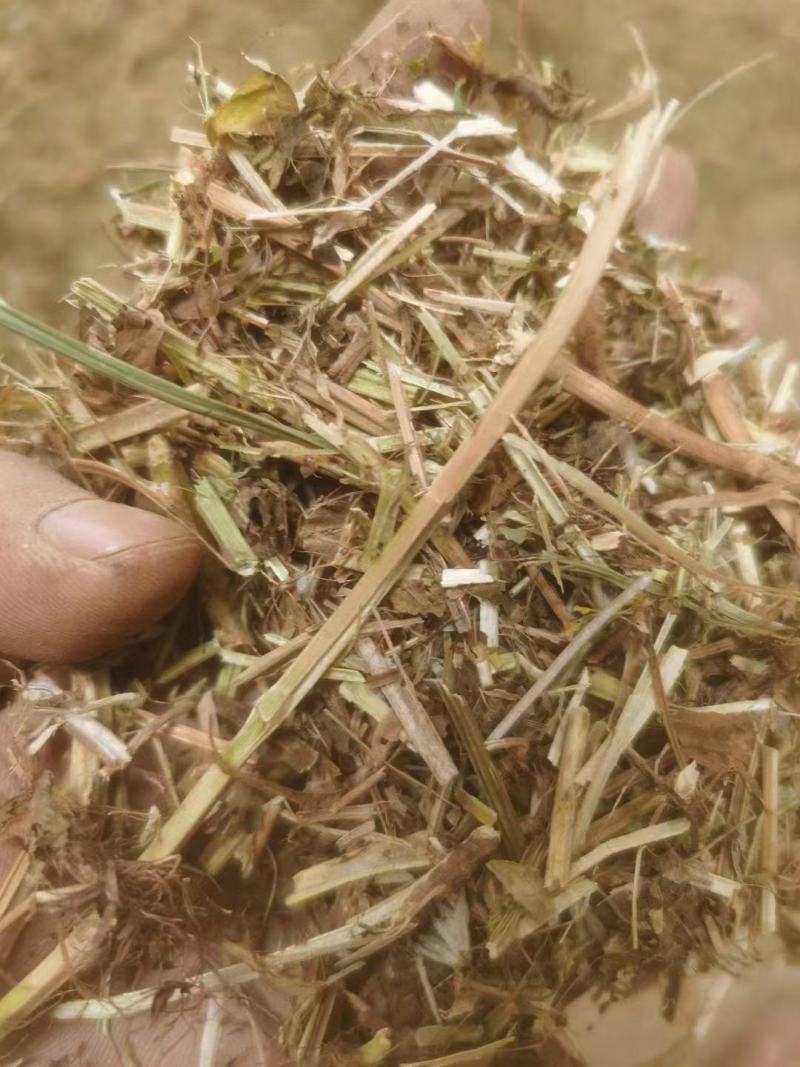 大量供应花生秧羊饲料无土无膜量大从优