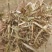 大量供应花生秧羊饲料无土无膜量大从优