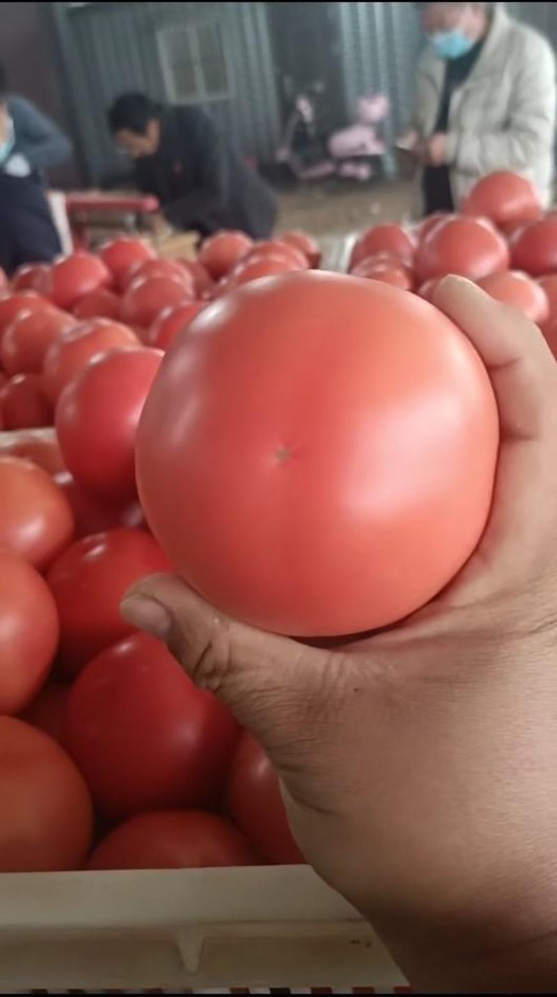 【市场】山东硬粉西红柿番茄对接全国商超电商大中小果