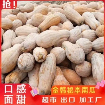 全黄蜜本南瓜电商小南瓜养殖加工厂南瓜超市老南瓜