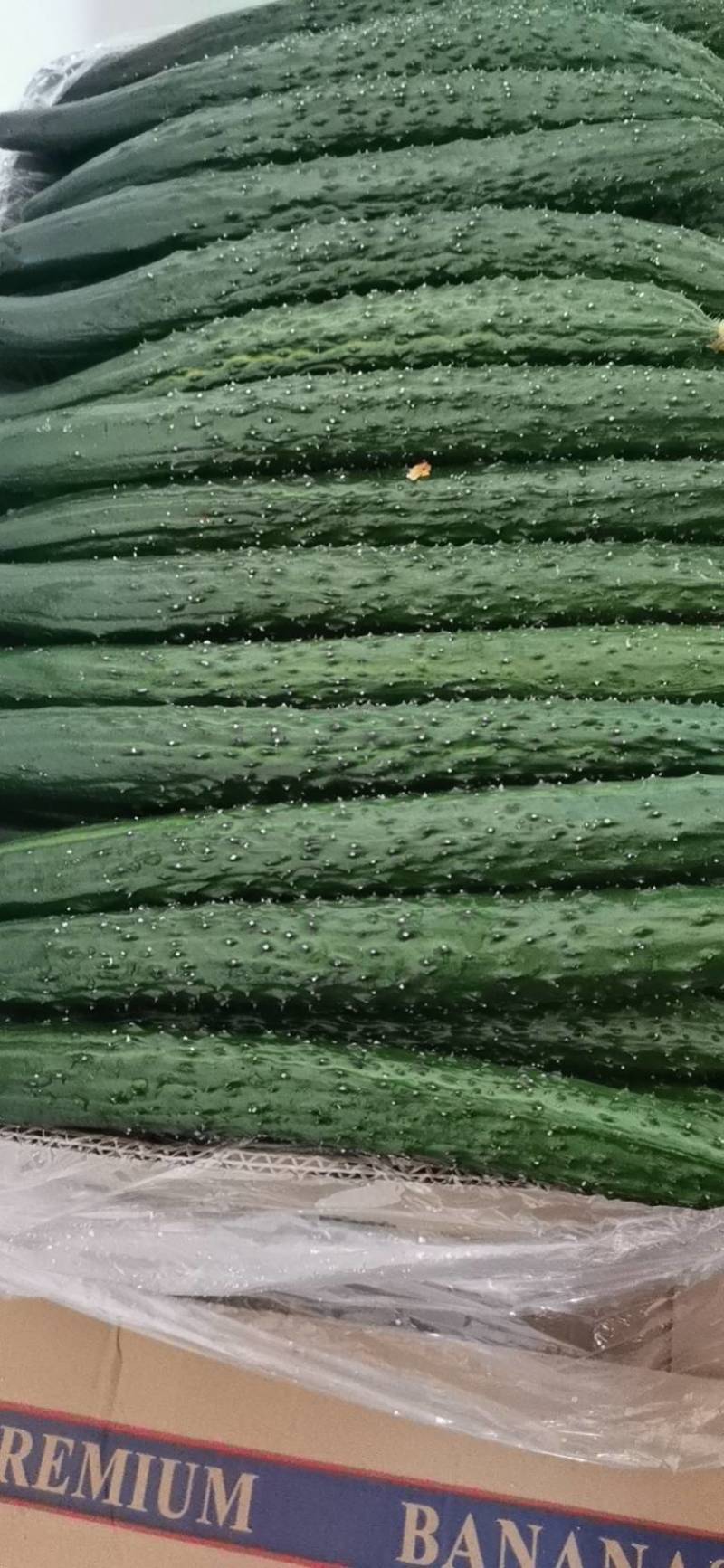 牛。大荔优质密刺黄瓜，脆甜可口，视频订货。保证质量！