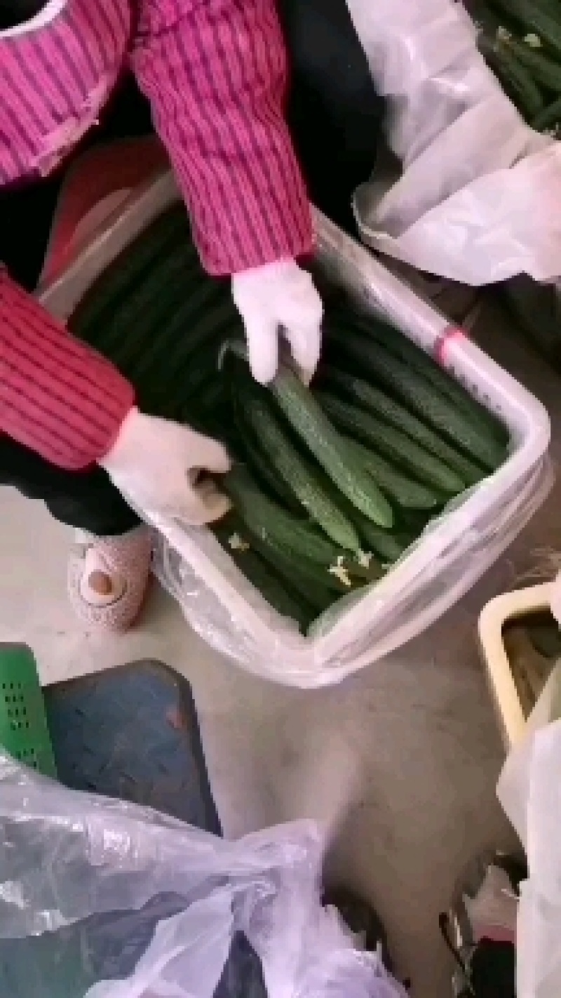 牛。大荔优质密刺黄瓜，脆甜可口，视频订货。保证质量！