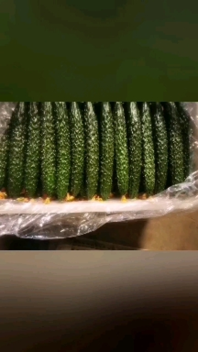 牛。大荔优质密刺黄瓜，脆甜可口，视频订货。保证质量！