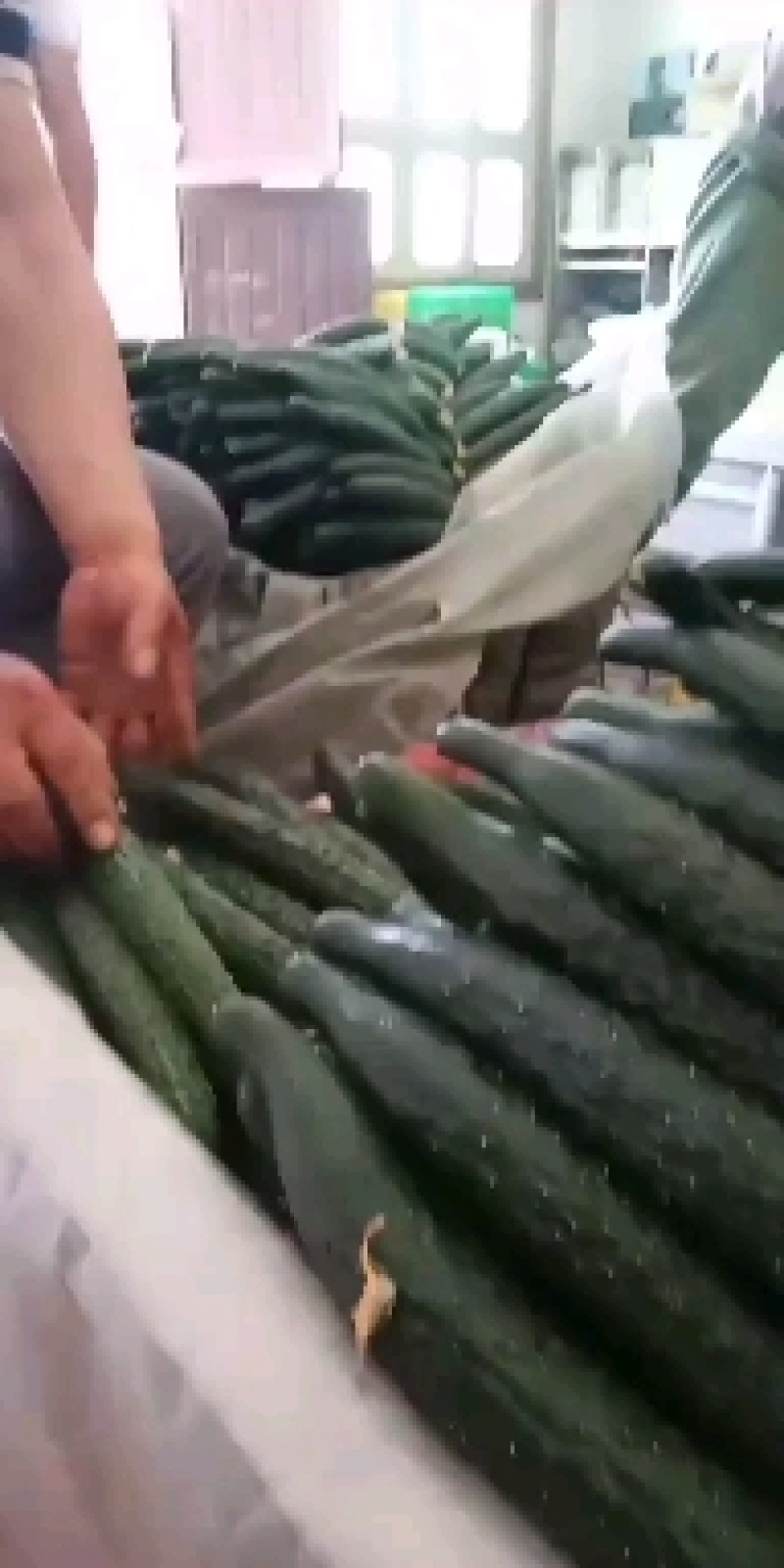 牛。大荔优质密刺黄瓜，脆甜可口，视频订货。保证质量！