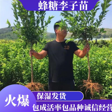 品种纯正根系发达的蜂糖李苗，假一赔十，死苗补发