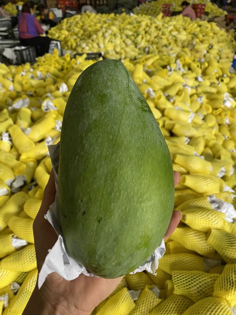 云南大青芒一件代发支持市场整车走货电商社区团购