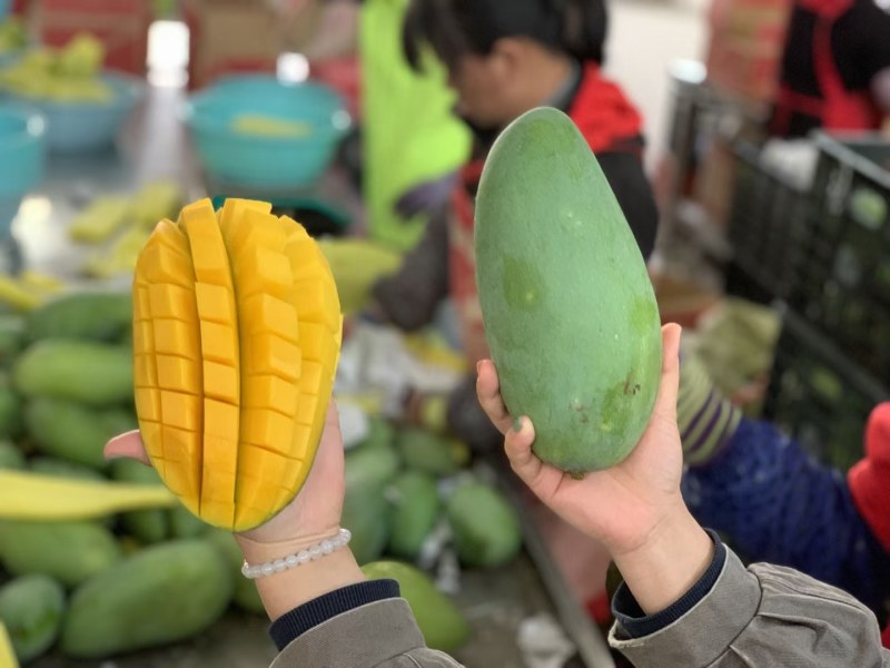 云南大青芒一件代发支持市场整车走货电商社区团购