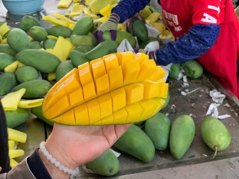 云南大青芒一件代发支持市场整车走货电商社区团购