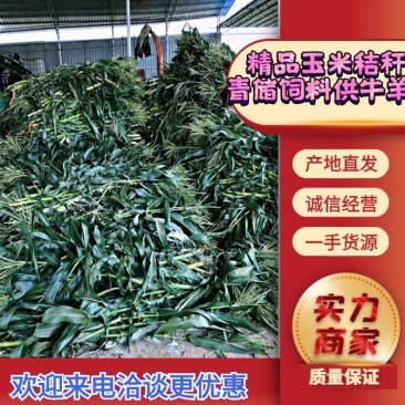 饲料青储牛羊饲料玉米秸秆、产地直供😀无中间商