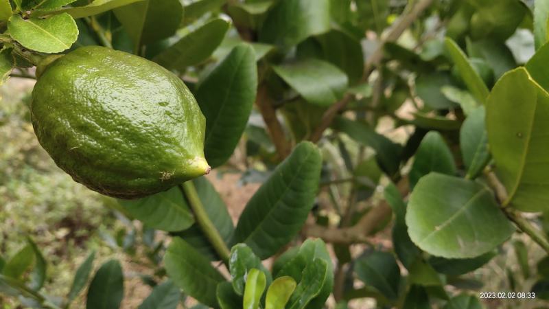 香水柠檬