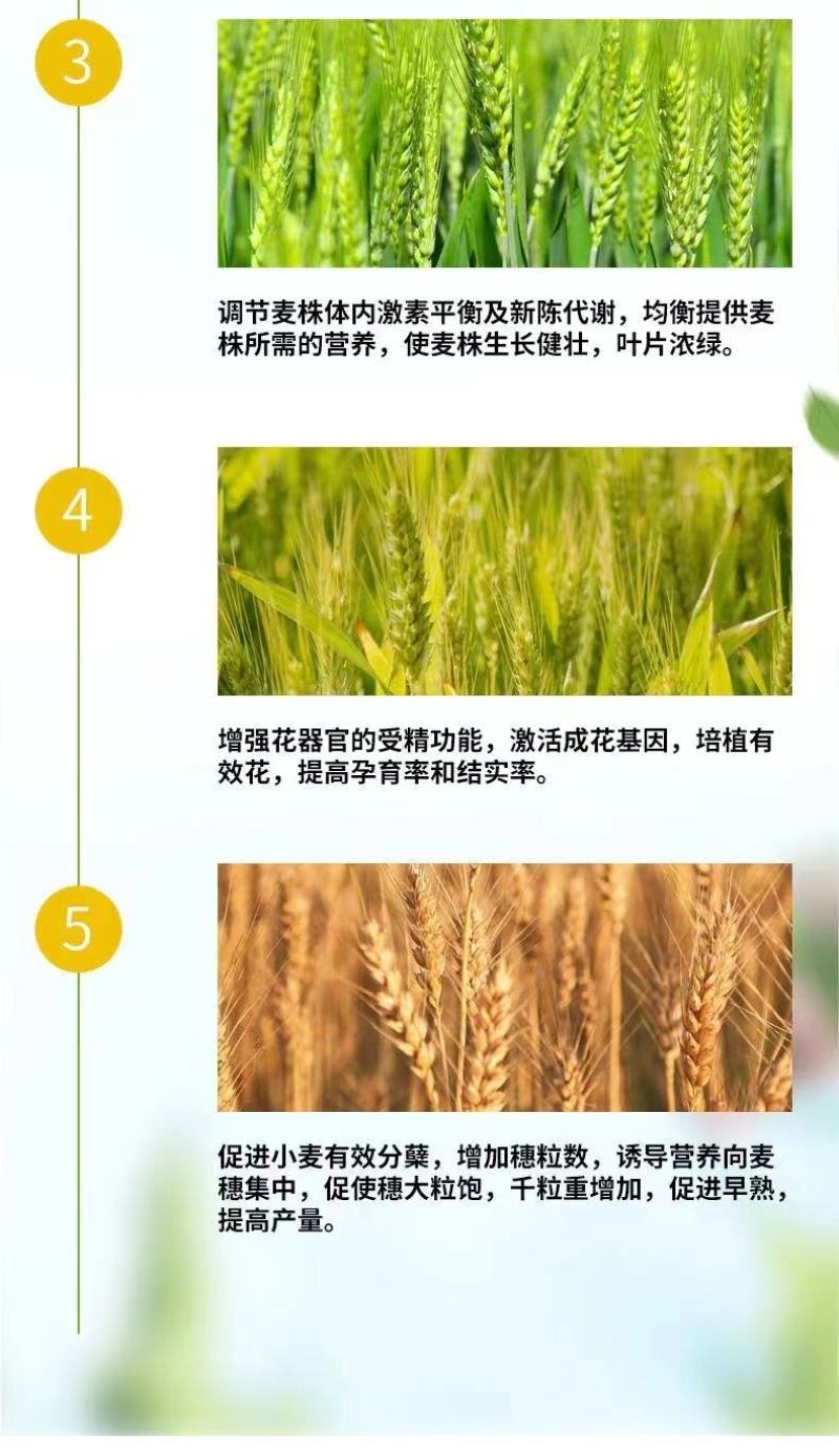 脉黄金，叶面肥，小麦高产，抗寒抗旱，籽粒饱满，返青快