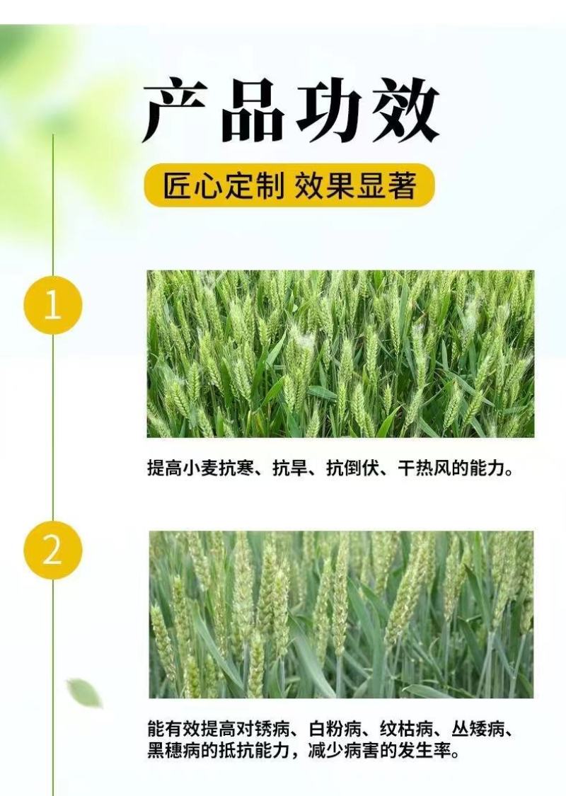 脉黄金，叶面肥，小麦高产，抗寒抗旱，籽粒饱满，返青快