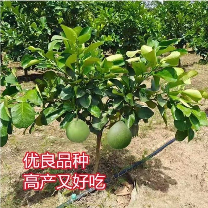 泰国红宝石青柚苗嫁接树苗翡翠青柚红心蜜柚盆栽地栽
