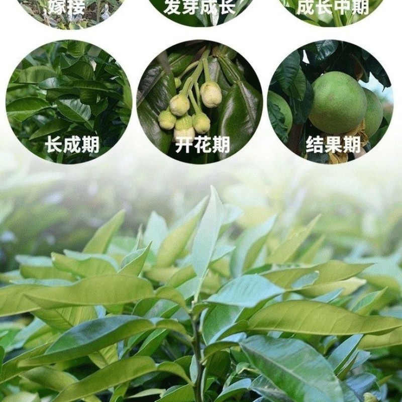 泰国红宝石青柚苗嫁接树苗翡翠青柚红心蜜柚盆栽地栽