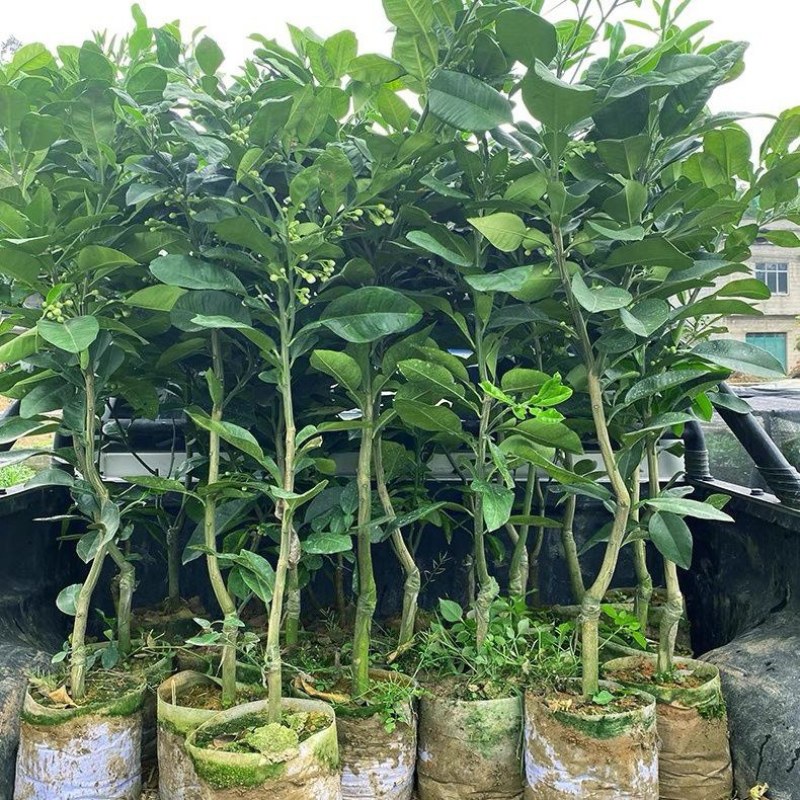 泰国红宝石青柚苗嫁接树苗翡翠青柚红心蜜柚盆栽地栽