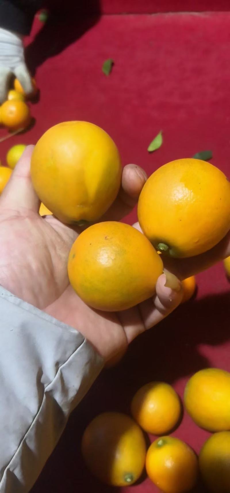 基地直销，大果脆蜜金桔移植苗，布袋苗，量大全国包送