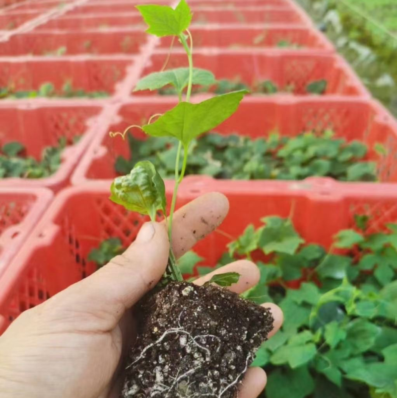 农科院3号吊瓜苗
