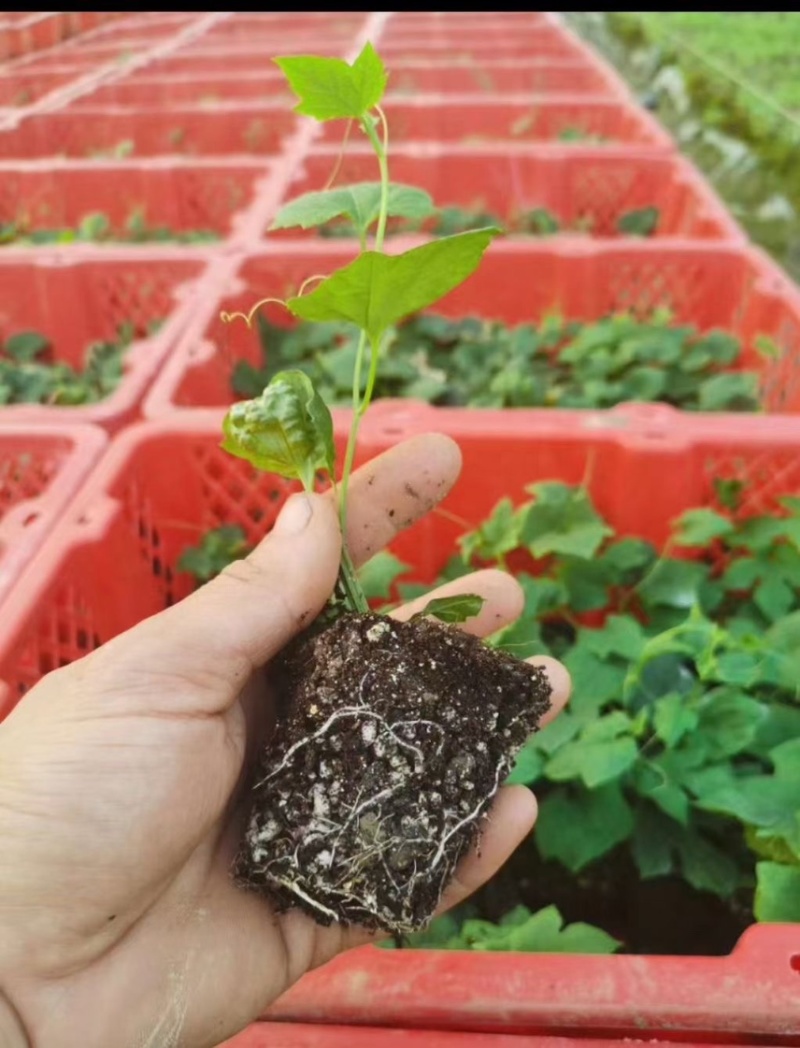 农科院3号吊瓜苗