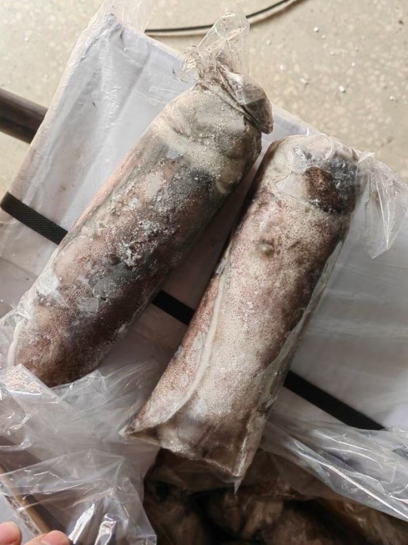 单冻鱿母软丝鱿鱼母软时大个鱿鱼婆崔口大尾鱿