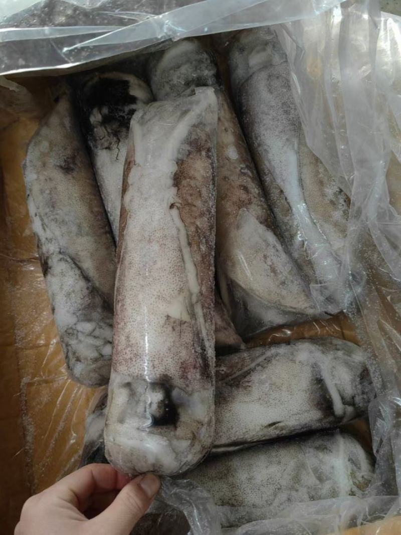 单冻鱿母软丝鱿鱼母软时大个鱿鱼婆崔口大尾鱿