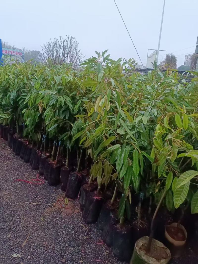 榴莲苗金枕榴莲猫山王榴莲苗正品嫁接苗