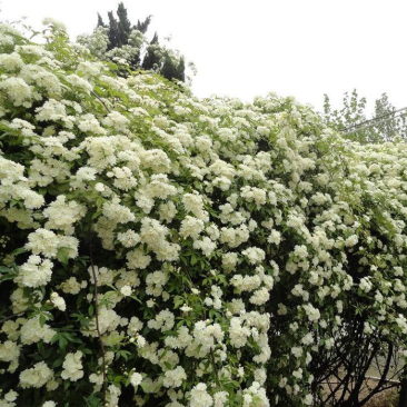 木香花苗白黄甜蜜木香重瓣带花四季爬藤植物阳台庭院浓香花卉
