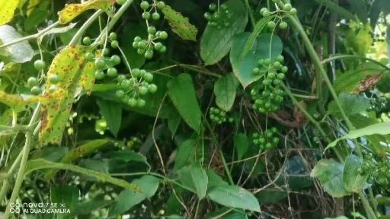 牛尾菜种子牛尾蕨鞭干菜鞭干蕨龙須菜龙须蕨种子