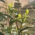 茶叶