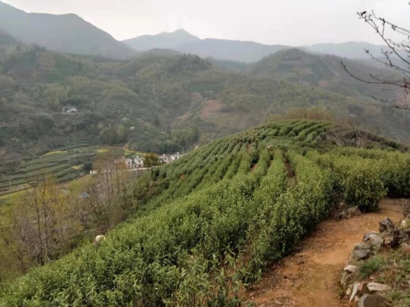 茶叶