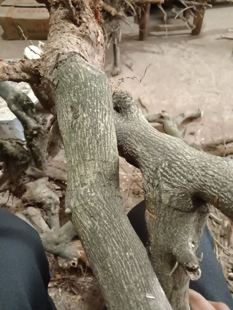 盆景胚子