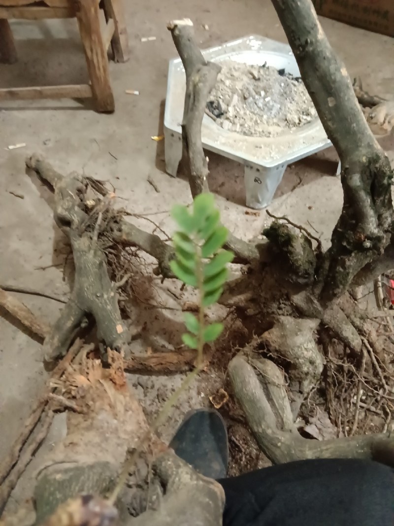 盆景胚子