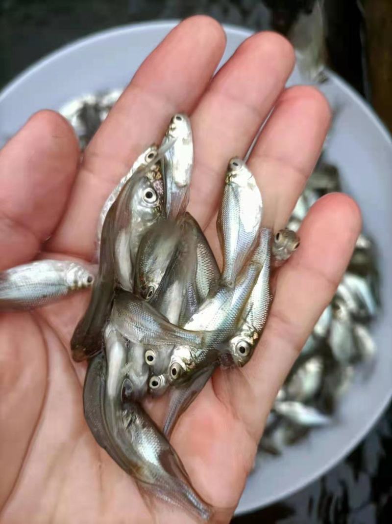 武昌鱼苗白鲢鱼苗三角坊鱼苗沙边鱼苗草鱼苗花鲢鱼苗欢迎仪价