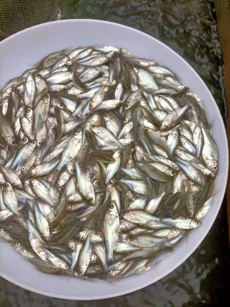 武昌鱼苗白鲢鱼苗三角坊鱼苗沙边鱼苗草鱼苗花鲢鱼苗欢迎仪价