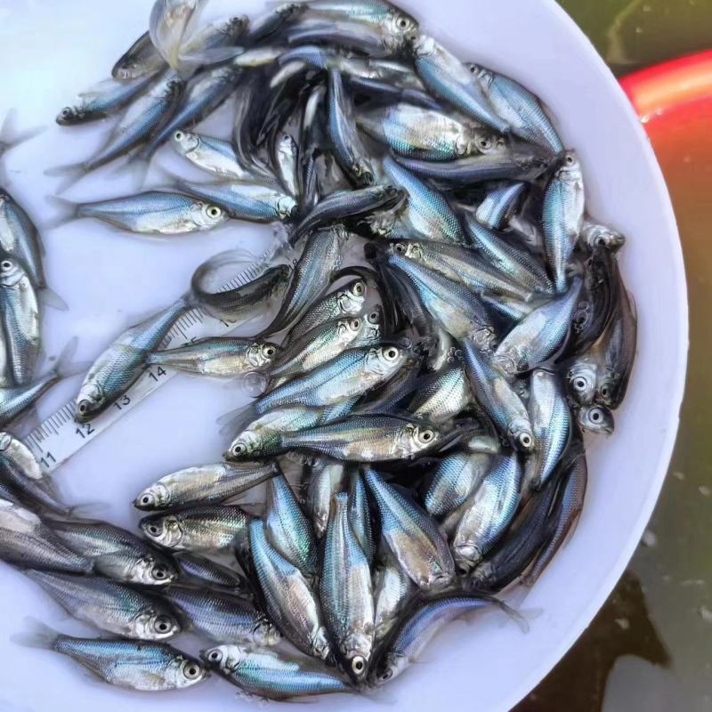 武昌鱼苗白鲢鱼苗三角坊鱼苗沙边鱼苗草鱼苗花鲢鱼苗欢迎仪价