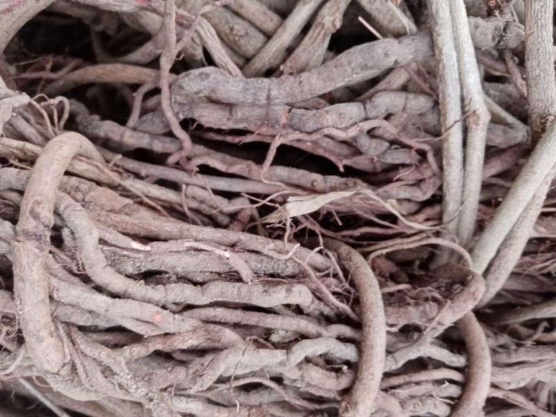 中药材茜草产自甘肃陇南无硫自然晒干一手货源