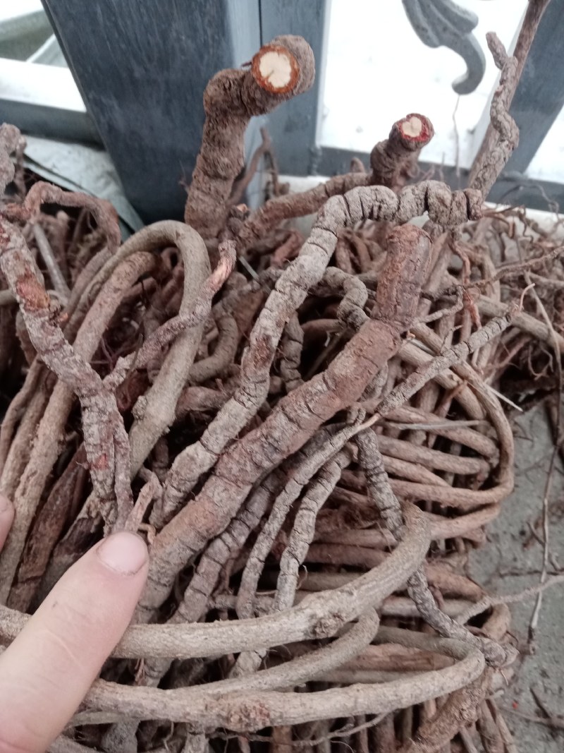 中药材茜草产自甘肃陇南无硫自然晒干一手货源