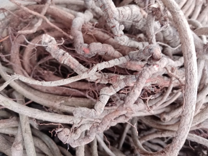 中药材茜草产自甘肃陇南无硫自然晒干一手货源