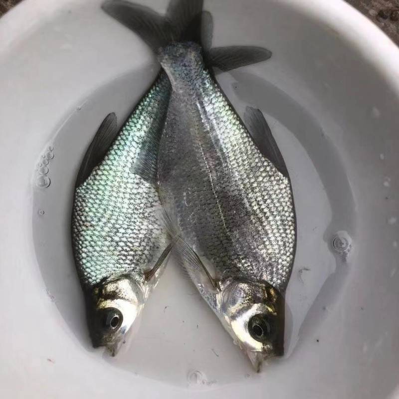 武昌鱼苗鳊鱼苗边鱼苗三角鲂鱼苗沙边鱼苗生长速度快