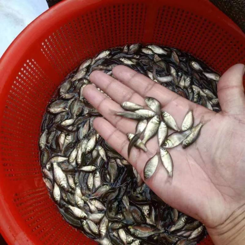 武昌鱼苗鳊鱼苗边鱼苗三角鲂鱼苗沙边鱼苗生长速度快