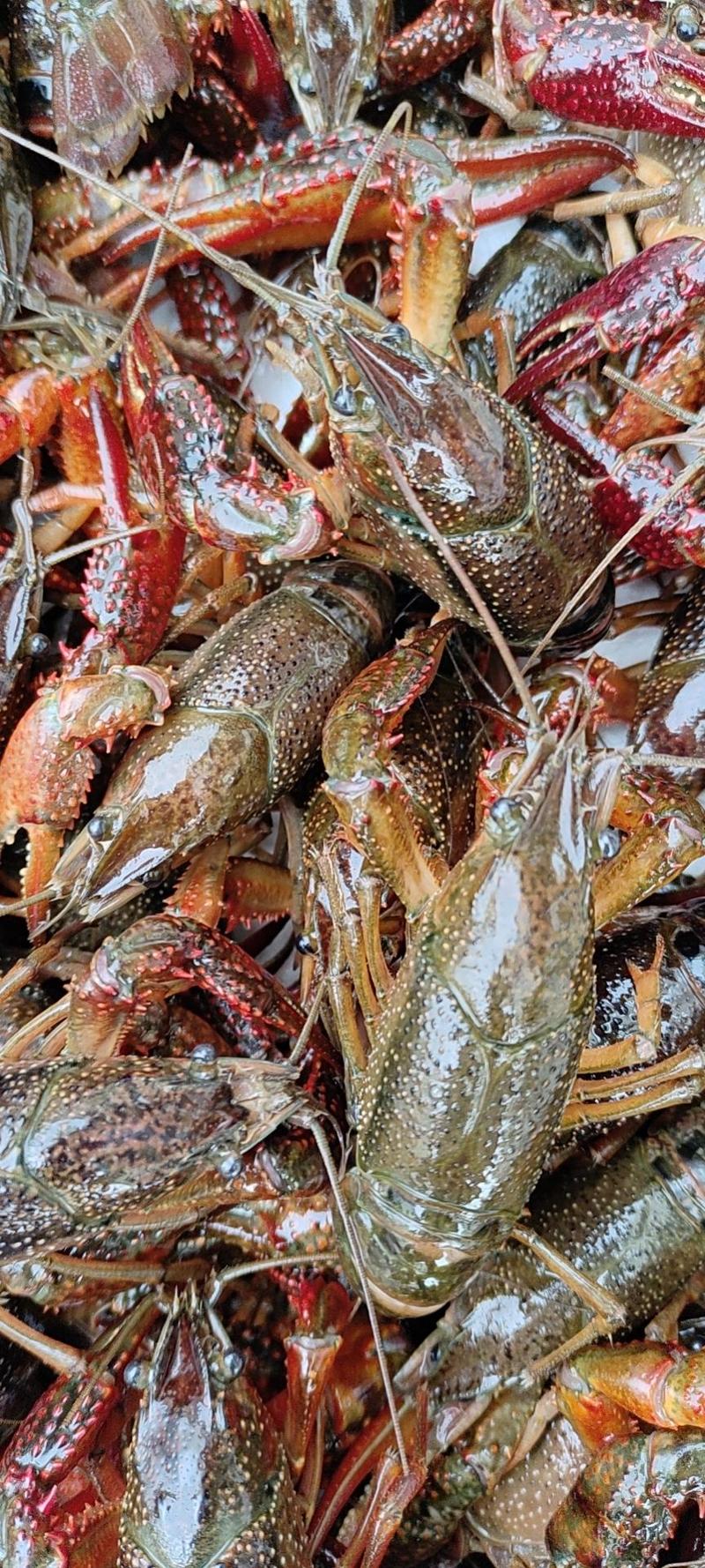 【精品青虾】江苏清水小龙虾:精品干净满肉，货源充足量大