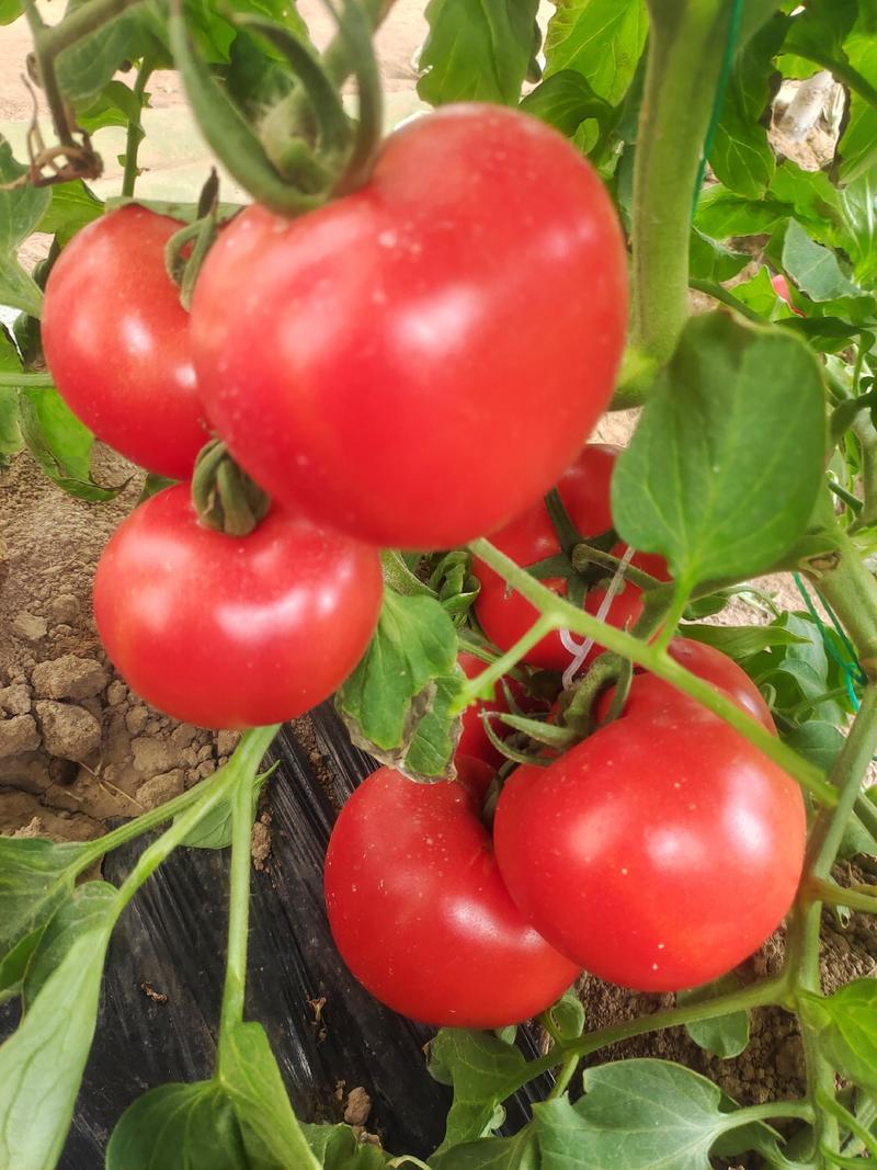 西红柿，诚信为本，质量杠杠的，大量现货，需要的老板联系